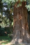 Sequoiadendron giganteum