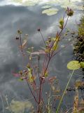 Bidens frondosa