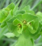 Euphorbia peplus. Соцветия. Израиль, Северный Негев, лес Лаав. 25.02.2013.