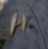 Bromus squarrosus