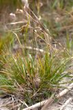 Carex serotina