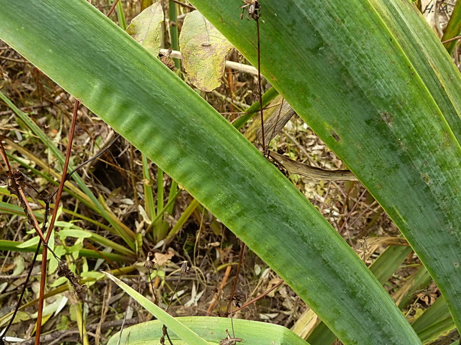 Изображение особи Iris pseudacorus.