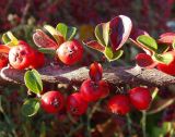 Cotoneaster horizontalis. Часть ветви с листьями в осенней окраске и плодами. Украина, г. Запорожье, Детская железная дорога, возле здания кассы. 20.10.2013.