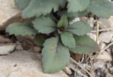 Senecio flavus