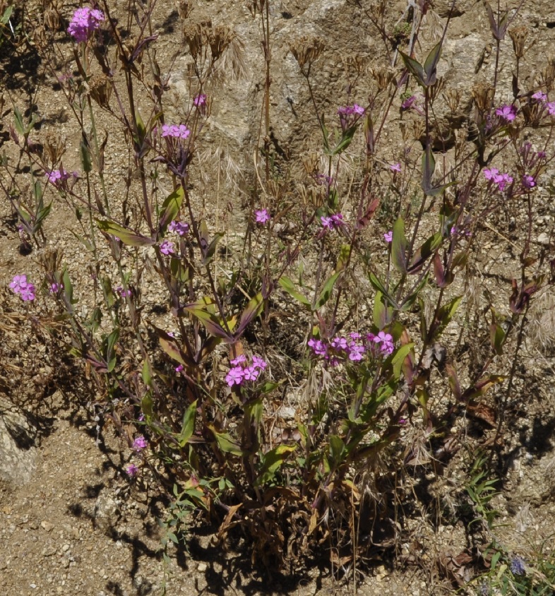 Изображение особи Silene armeria.