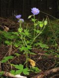 Geranium bohemicum