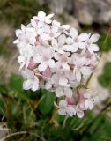 Valeriana jelenevskyi