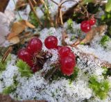 Rubus saxatilis. Плоды. Коми, окр. г. Сыктывкар, долина р. Вычегда, Алёшино, хвойный лес. 18.10.2014.