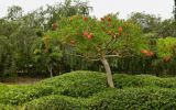 Erythrina crista-galli