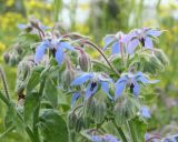 Borago officinalis. Верхушки цветущих побегов. Восточный Казахстан, Уланский р-н, с. Украинка, дачный участок, в культуре. 13.07.2012.