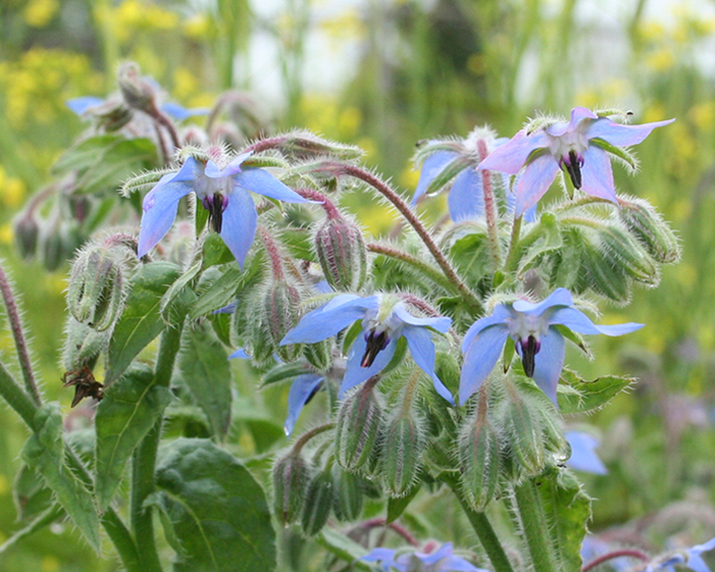 Изображение особи Borago officinalis.