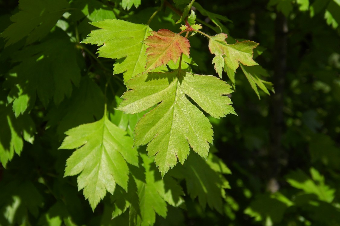 Изображение особи Crataegus rhipidophylla.