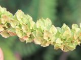 Rumex patientia subspecies orientalis. Часть соцветия. Украина, Днепропетровская обл., Криворожский р-н, окр. с. Вольный Табор, дно оврага на правом борте балки. 08.06.2016.