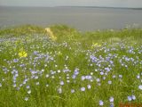 Linum austriacum. Цветущие растения в степи. Украина, Одесская обл., Овидиопольский р-н, глинистое побережье Днестровского лимана. 06.05.2008.