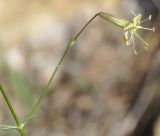 Silene gigantea ssp. rhodopea