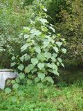 Abutilon theophrasti