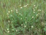 Astragalus inopinatus