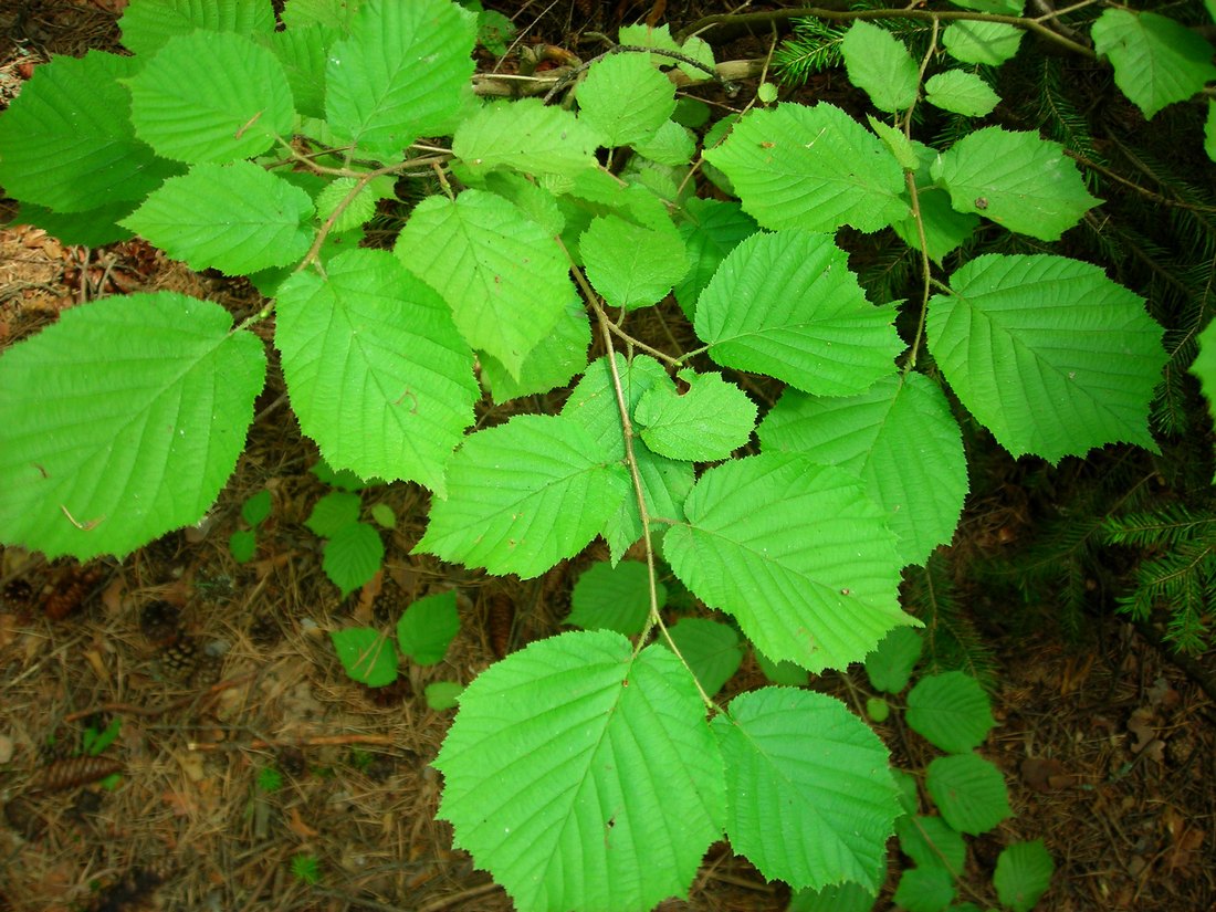 Изображение особи Corylus avellana.