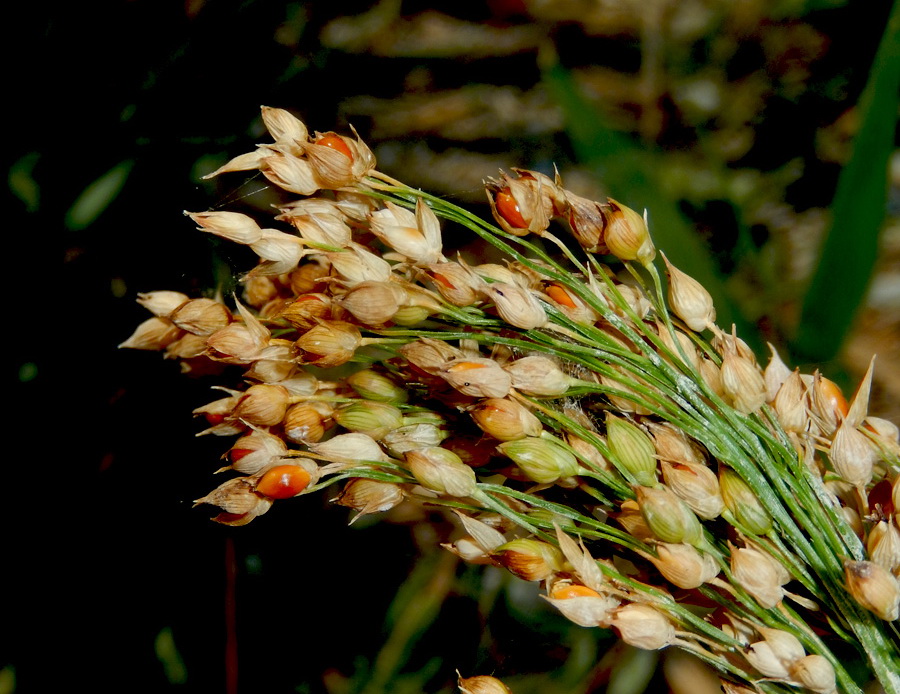 Image of Panicum miliaceum specimen.