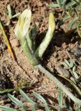 Astragalus bossuensis