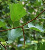 Crataegus submollis