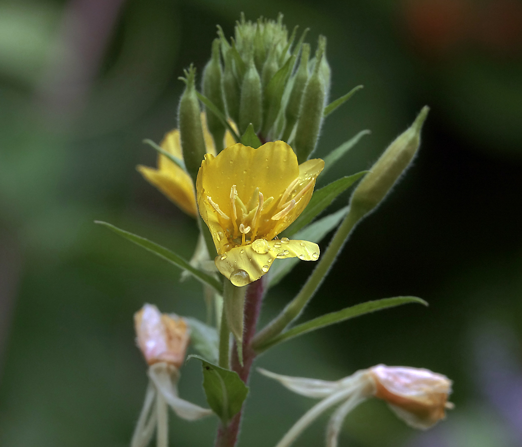 Изображение особи Oenothera rubricaulis.