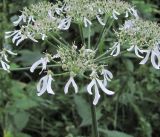 Heracleum chorodanum