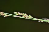 Carex lancibracteata