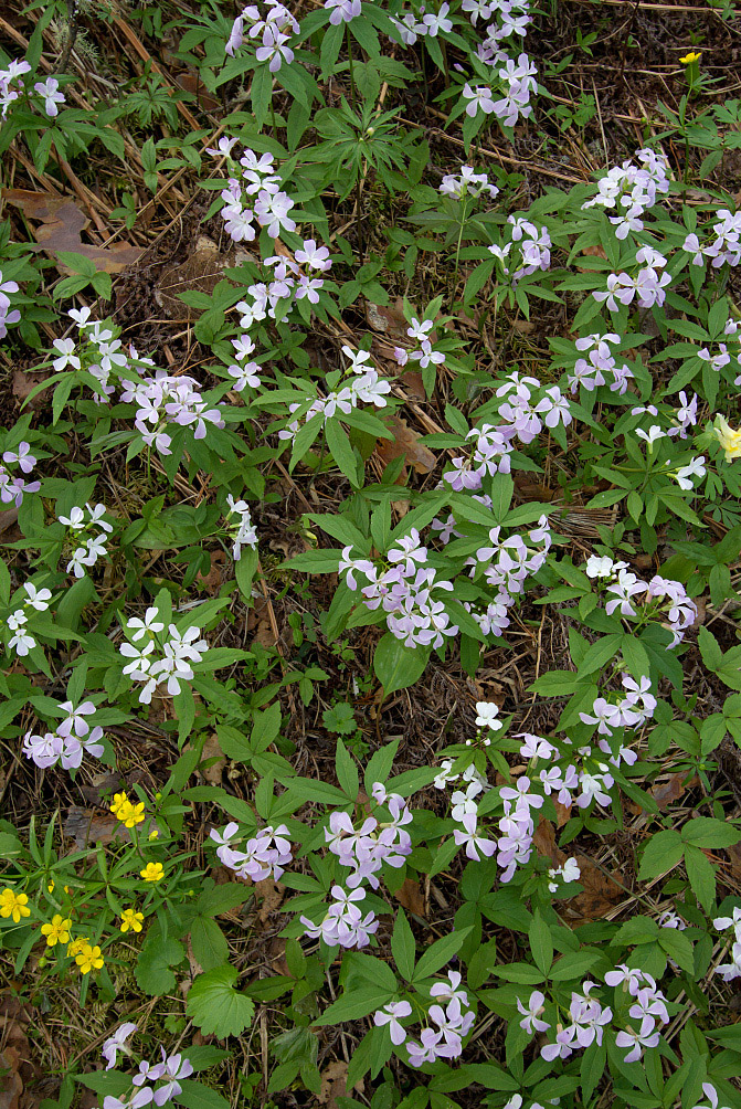 Изображение особи Cardamine altaica.