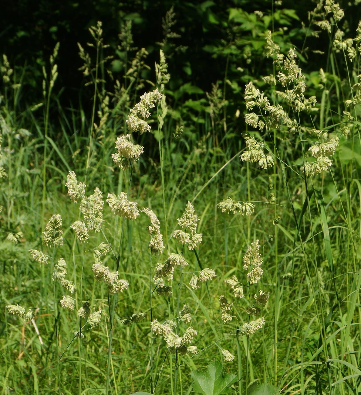 Изображение особи Dactylis glomerata.