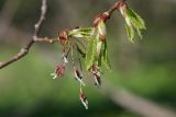 Ulmus laevis. Верхушки побегов с соцветием и разворачивающимися листьями. Костромская обл., Костромской р-н, окр. пос. Козловы Горы, берег р. Волга. 07.05.2017.