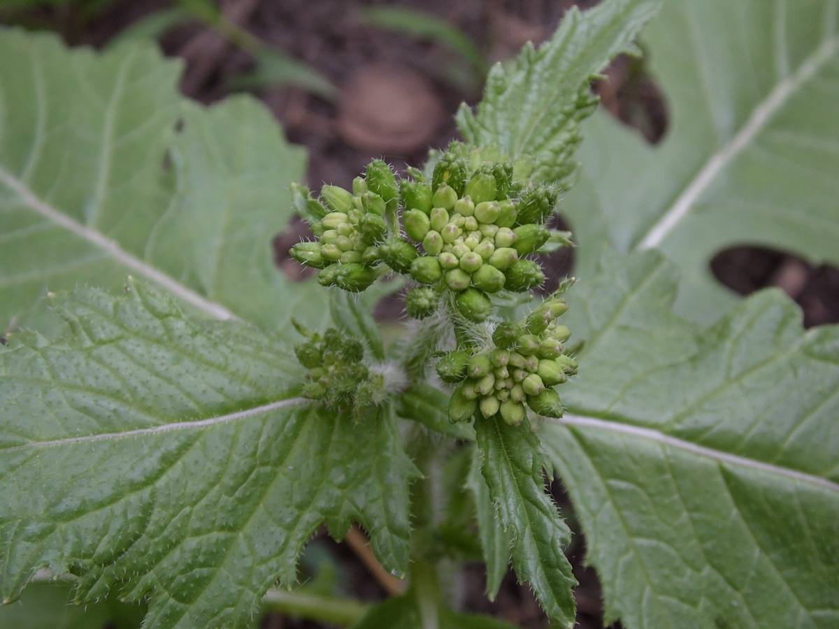 Изображение особи Sisymbrium loeselii.