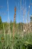 Orobanche pallidiflora