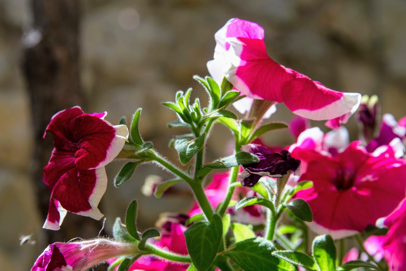 Изображение особи Petunia &times; hybrida.