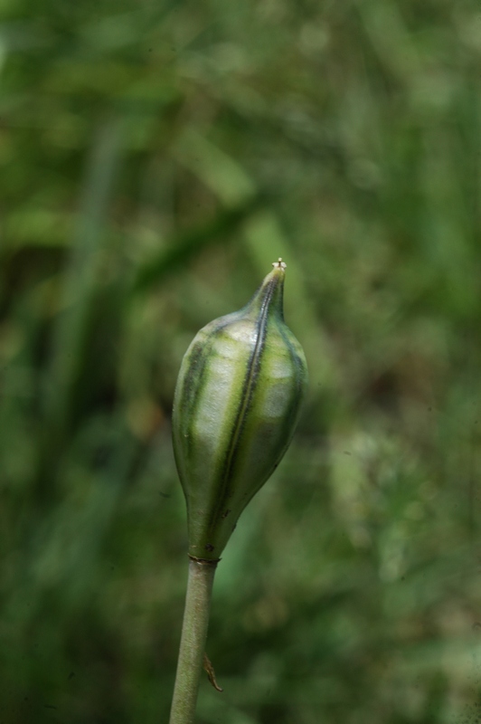 Изображение особи Tulipa dasystemon.