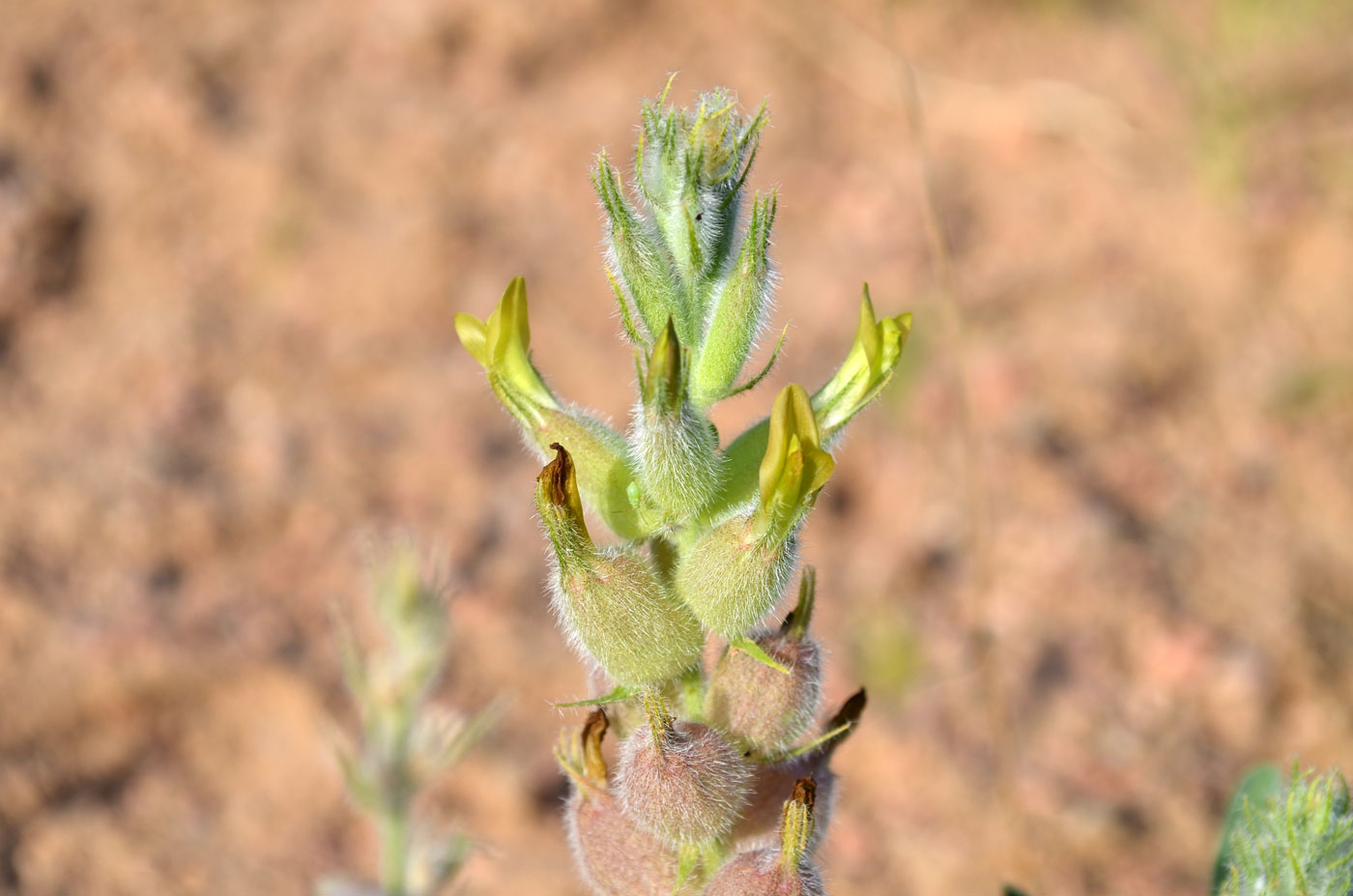 Изображение особи род Astragalus.