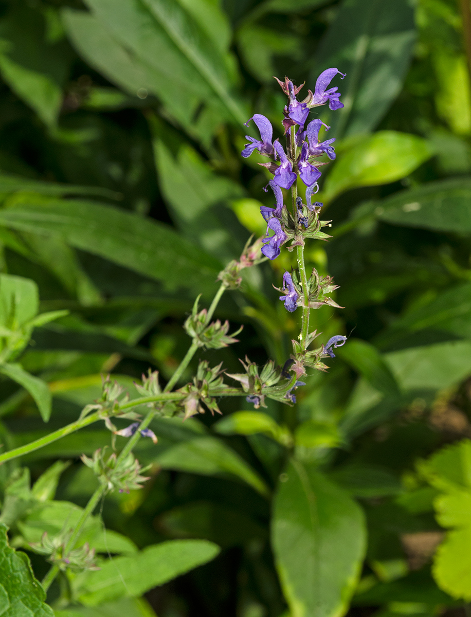 Изображение особи Salvia tesquicola.