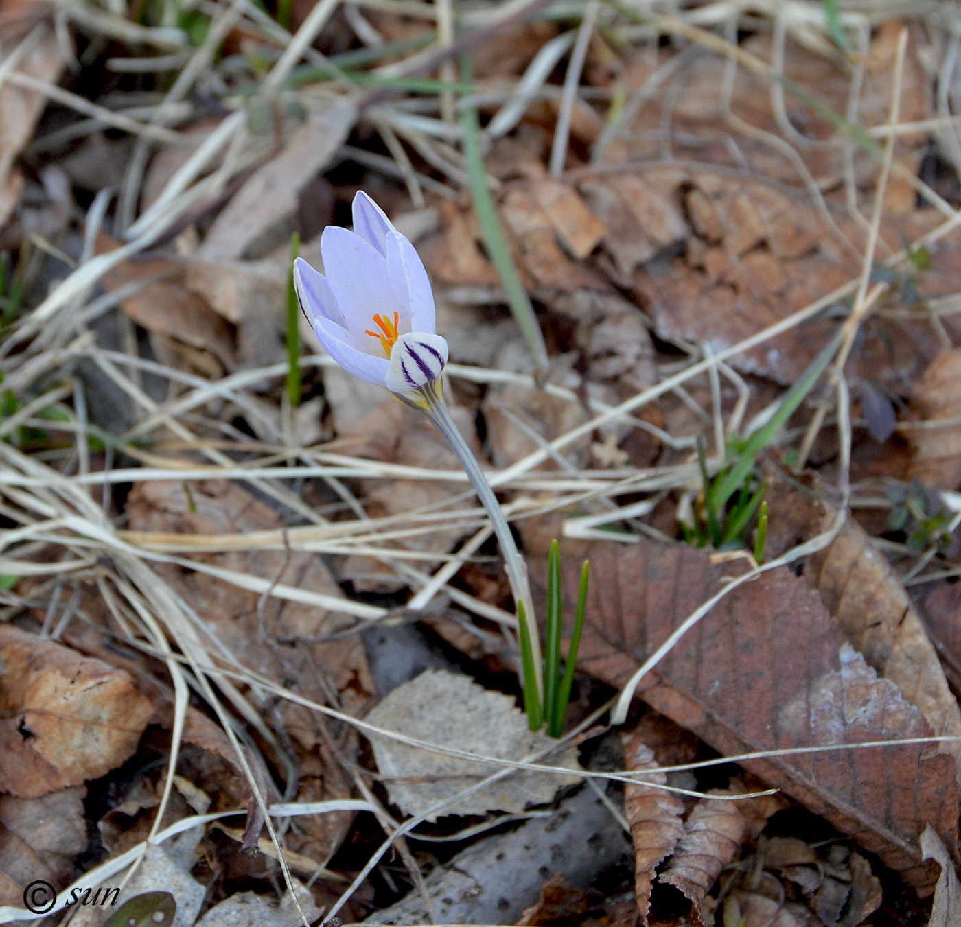 Изображение особи Crocus reticulatus.