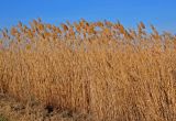 Phragmites australis