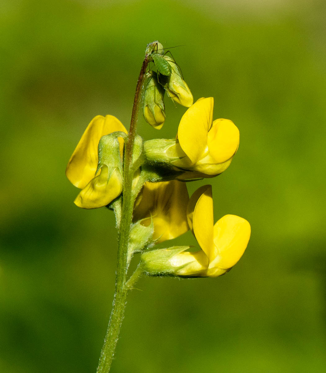 Изображение особи Lathyrus pratensis.