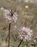 Allium tarkhankuticum. Соцветия с кормящейся осой Eumenes coarctatus. Крым, Тарханкутский п-ов, балка Калоша, степь. 25 августа 2019 г.