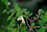 Lonicera altaica. Верхушка ветви с соцветием. Алтай, Улаганский р-н, Улаганский перевал, ≈ 2000 м н.у.м., опушка хвойного леса. 18.06.2019.