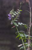 Vicia sepium