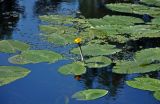 Nuphar lutea