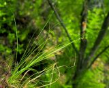 Carex disperma