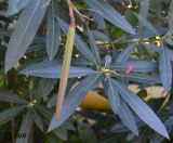 Nerium oleander