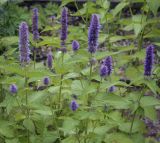 Agastache foeniculum. Верхушки цветущих растений. Москва, Аптекарский огород, в культуре. 03.09.2021.