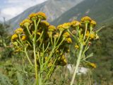 Tanacetum vulgare. Верхушки побегов с общими соцветиями. Кабардино-Балкария, Черекский р-н, Кабардино-Балкарский высокогорный заповедник, Черек-Безенгийское ущелье, ≈ 1600 м н.у.м., левый берег реки Черек-Хуламский. 18.08.2021.