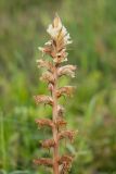 Orobanche crenata. Верхушка отцветающего растения. Краснодарский край, Крымский р-н, станица Неберджаевская, приусадебный участок, сорное. 08.06.2022.