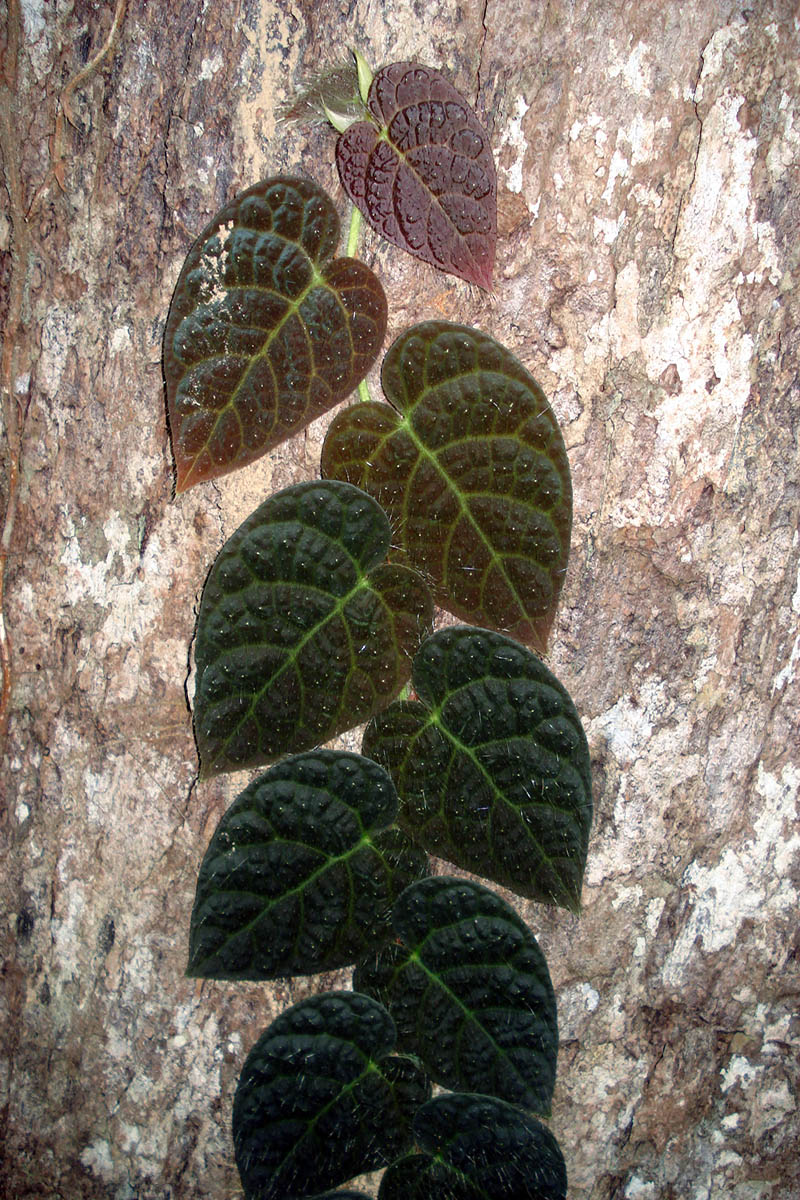 Изображение особи Ficus villosa.